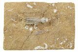 Fossil Crinoid (Dichocrinus) - Crawfordsville, Indiana #262462-1